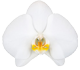 گل ارکیده فالانوپسیس کمبریج
